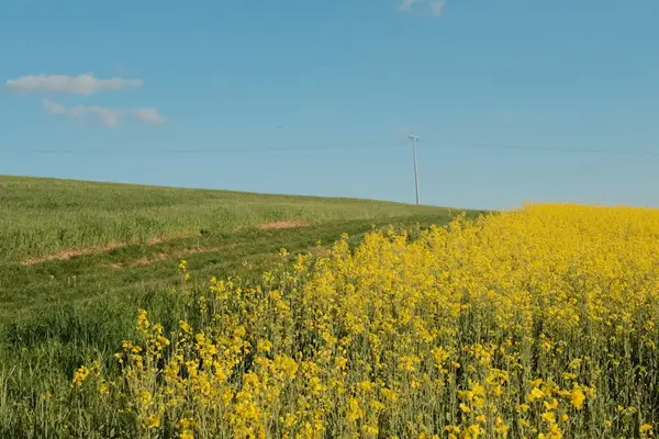 солнечное поле с цветами под голубым небом